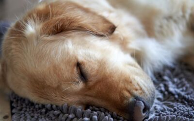 Home lift safety for children, pets and visitors
